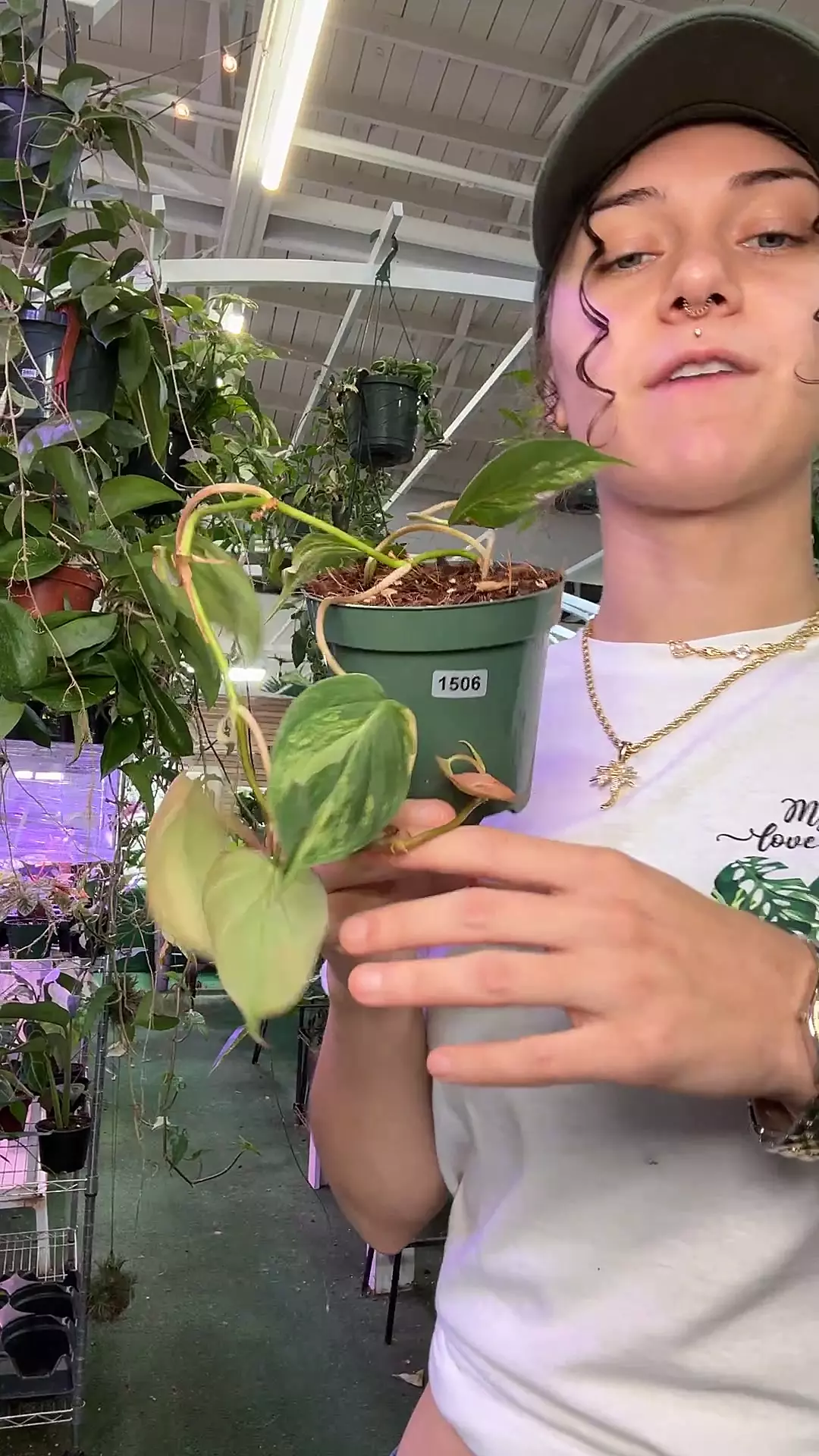 plant/philodendron micans variegated 1506-0