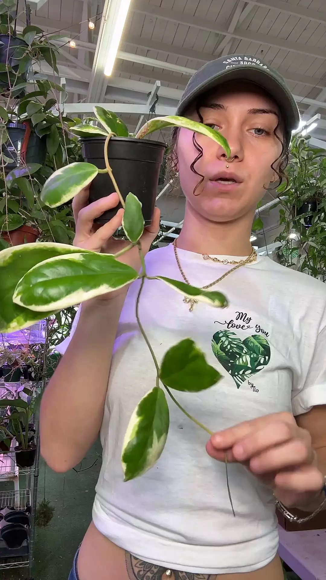 plant/0562 Hoya incrassata monshine-0