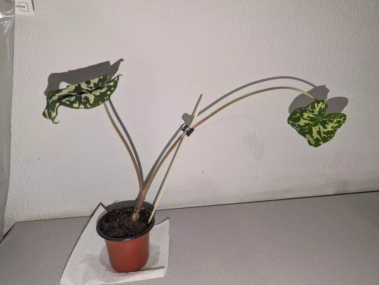 plant/rehab hilo-0