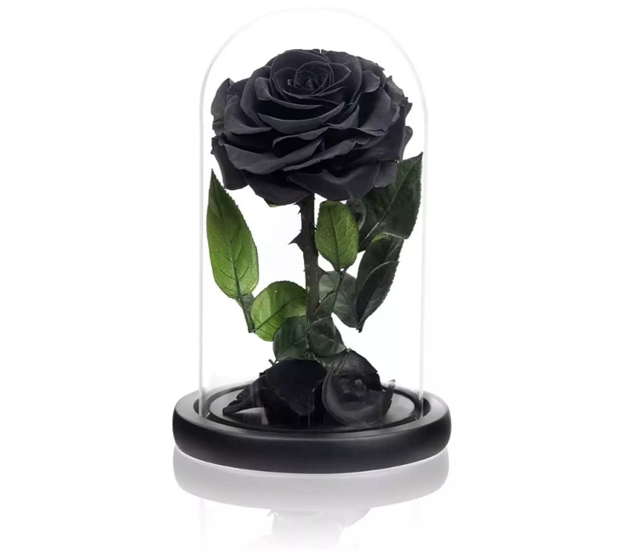 plant/only one left….-0