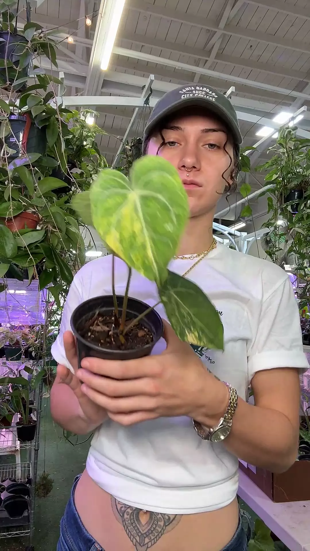 plant/anthurium clarinervium variegated 0881-0