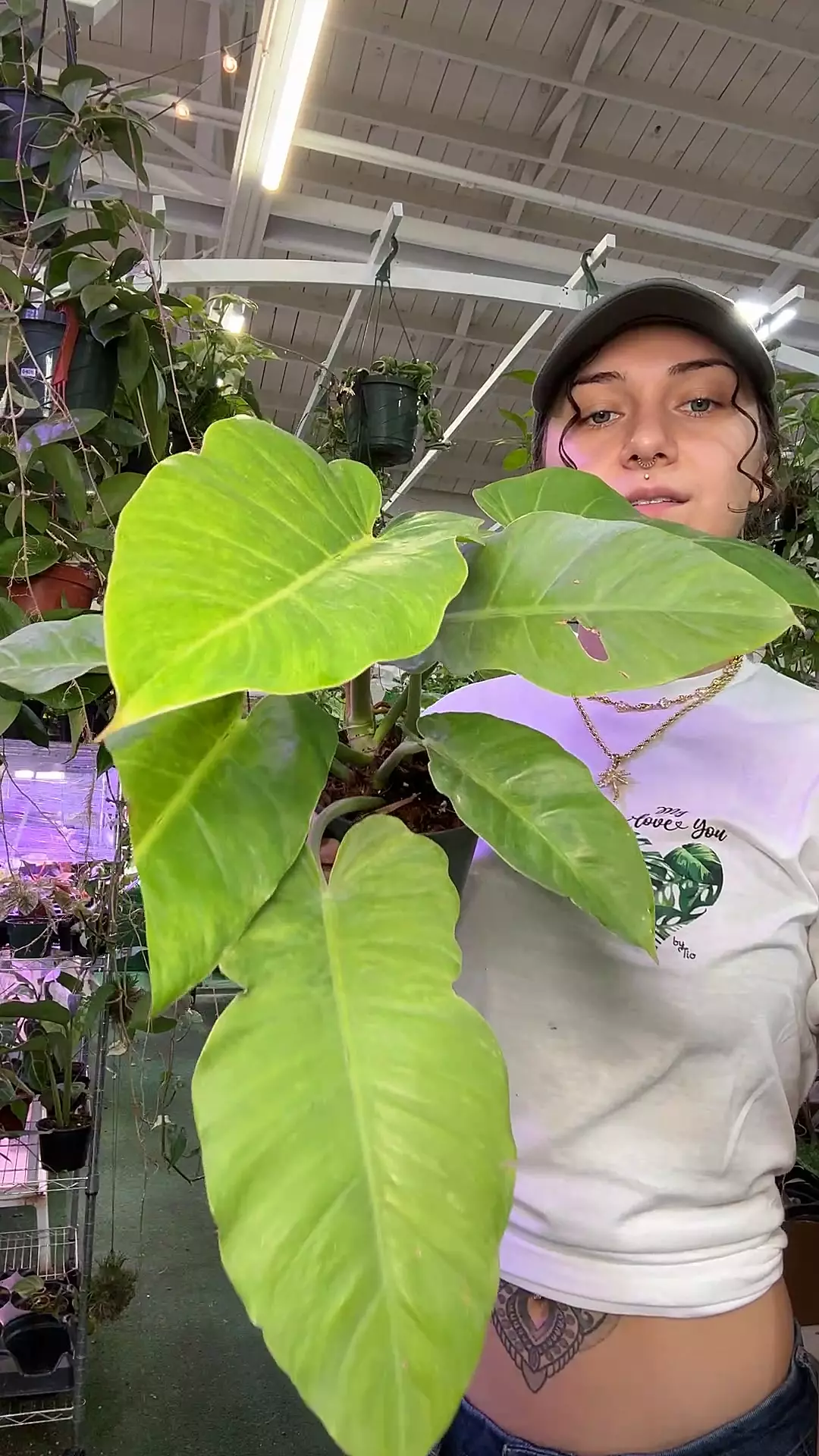 plant/philodendron jungle fever 0558-0
