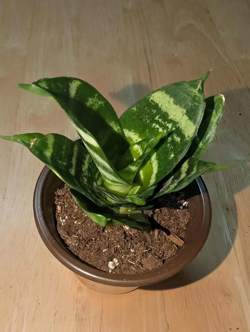 plant/baby snake-0