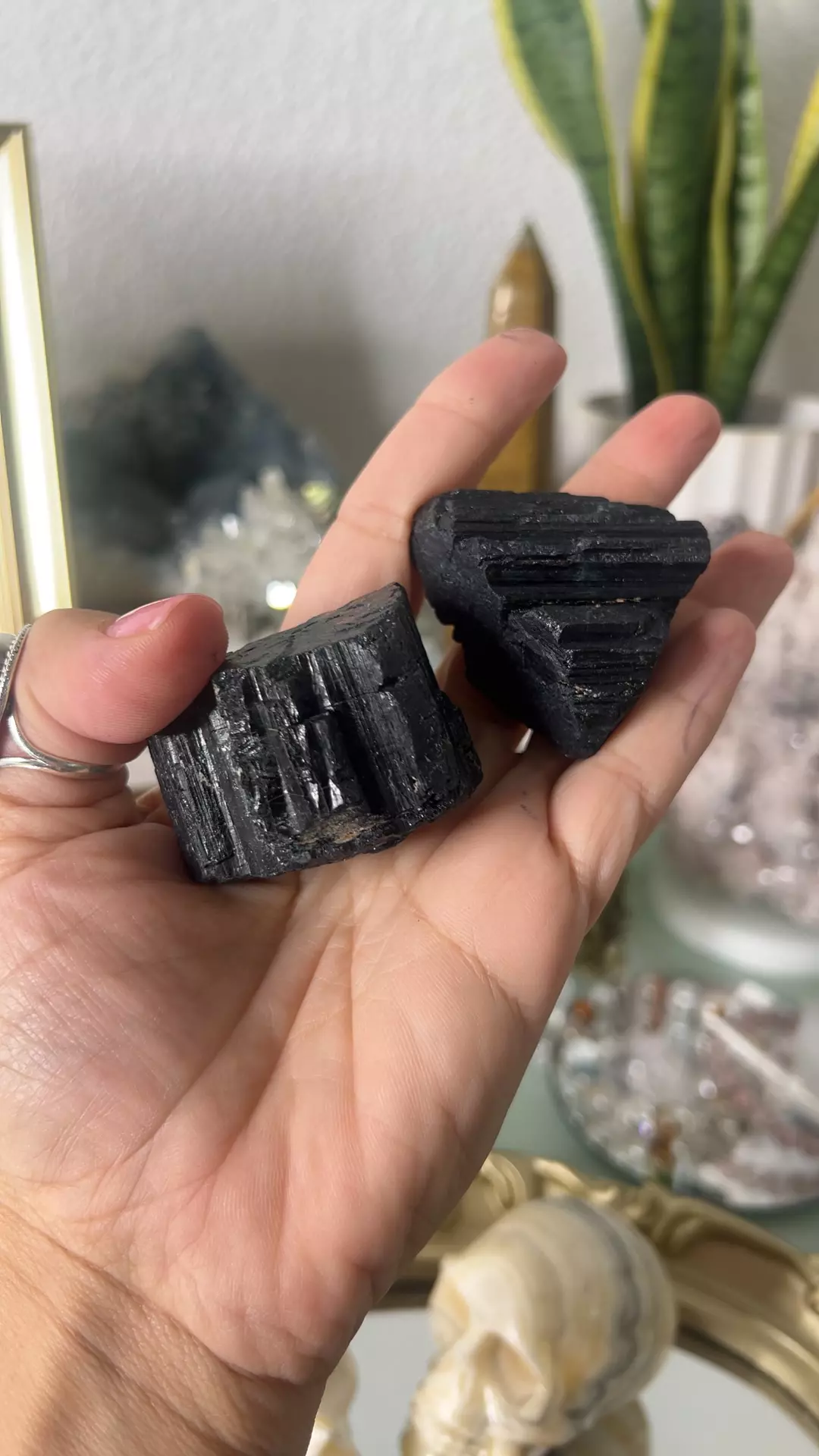 plant/2pc Brazilian Black Tourmaline $40-0
