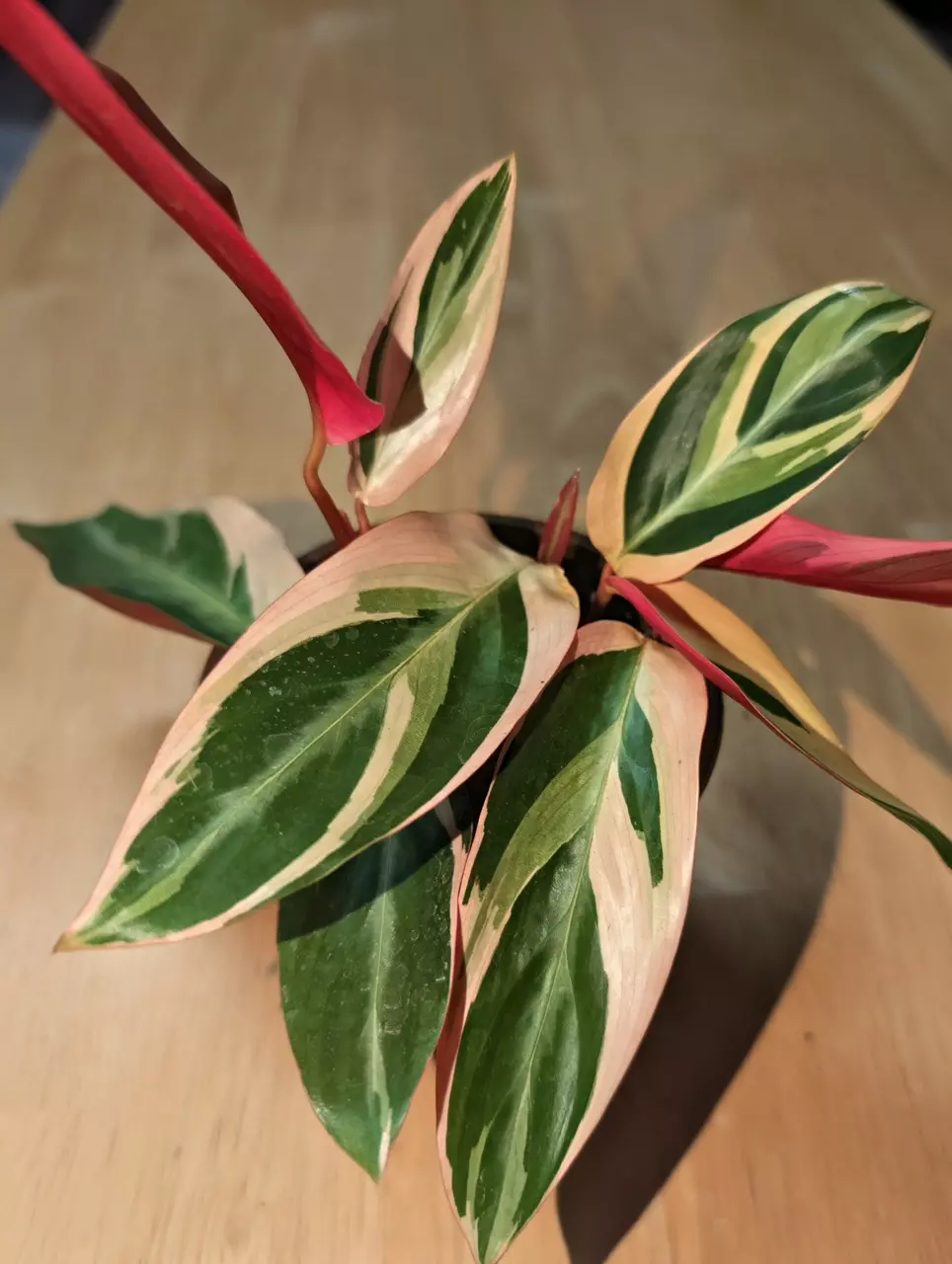 plant/pink trio star-0