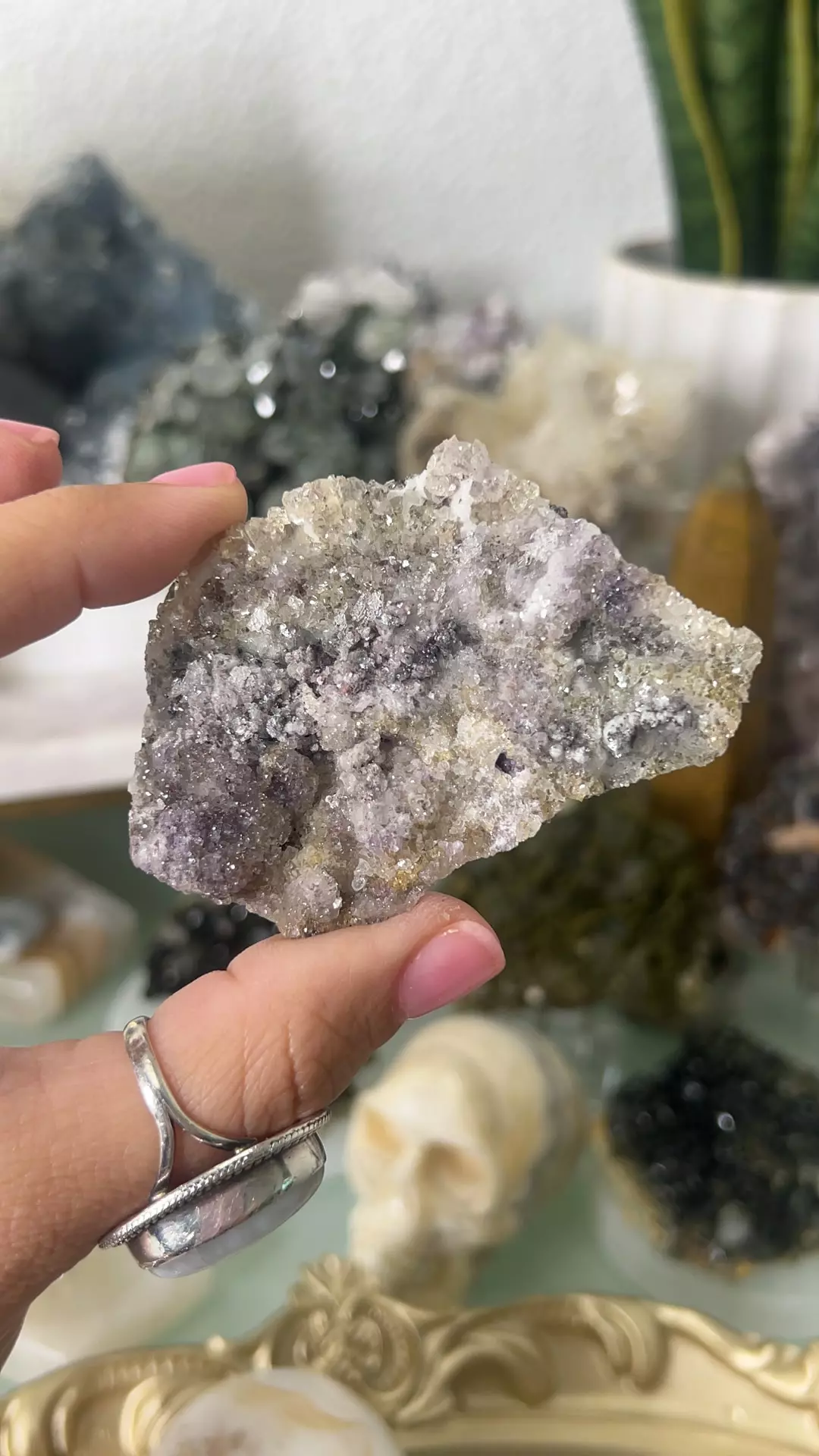plant/Fluorite Polita mine chihuahua mexico $48-0