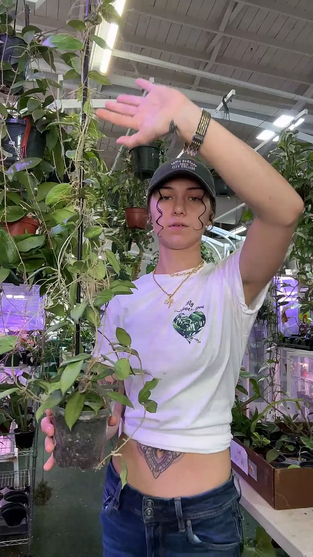 plant/1445 Hoya fitcchi-0