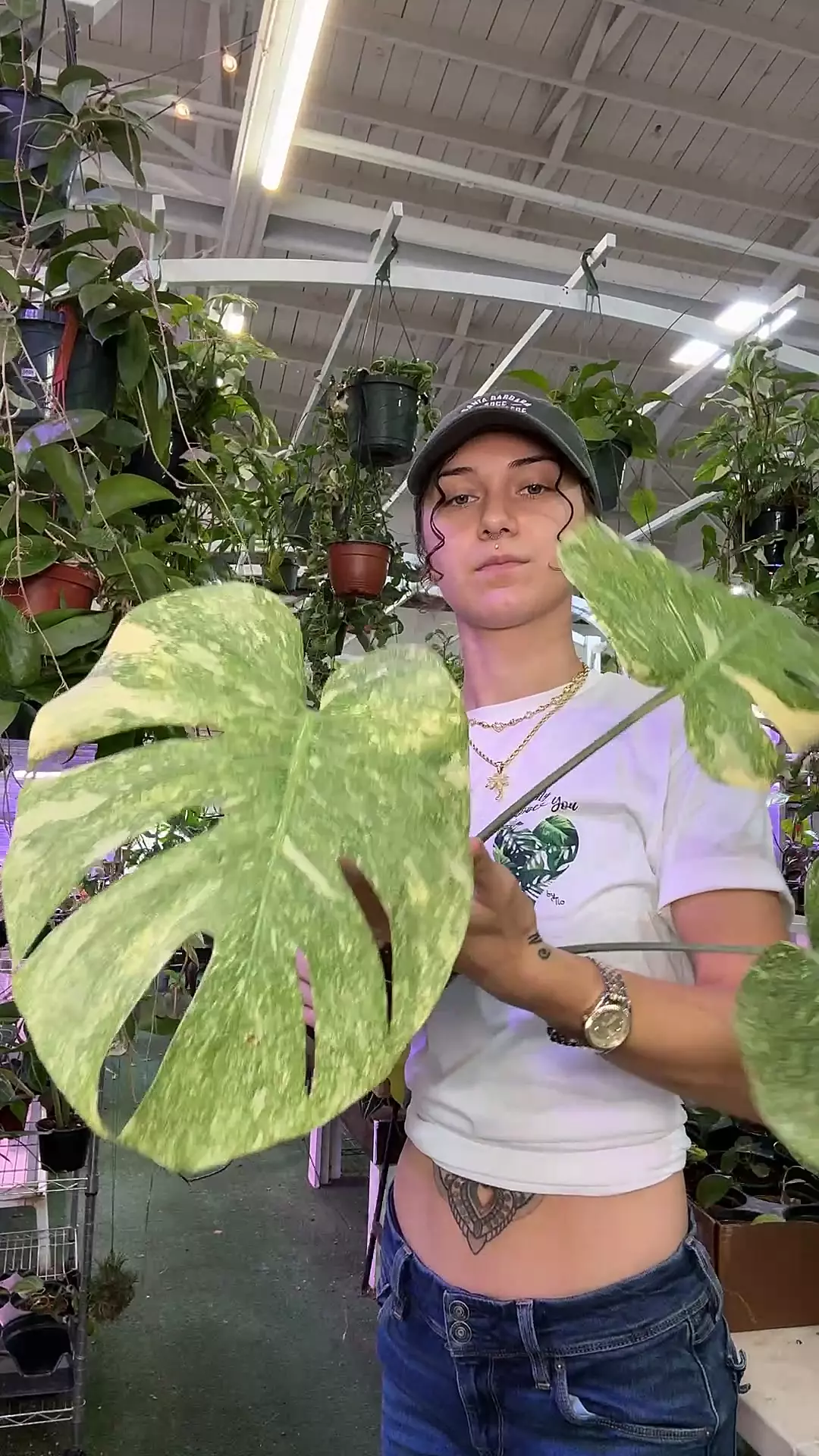 plant/monstera platinum-0
