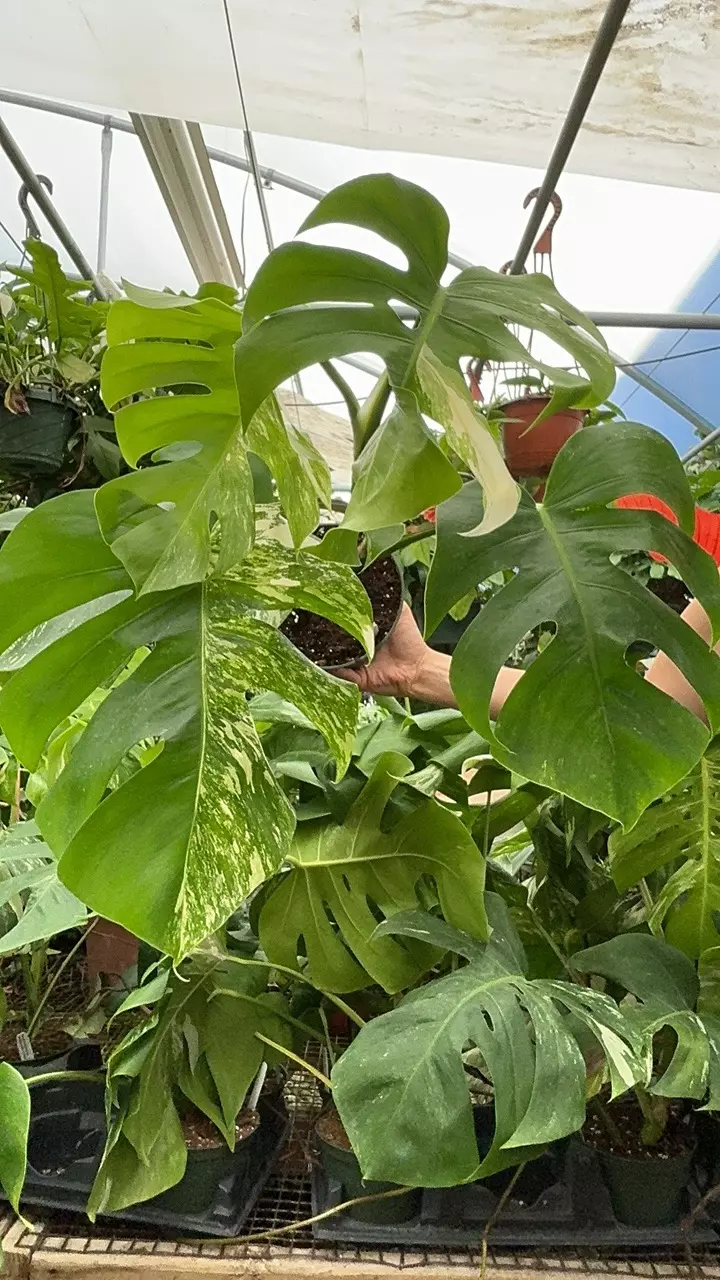 plant/PS-6711 Monstera deliciosa var. borsigiana albo-variegata-0