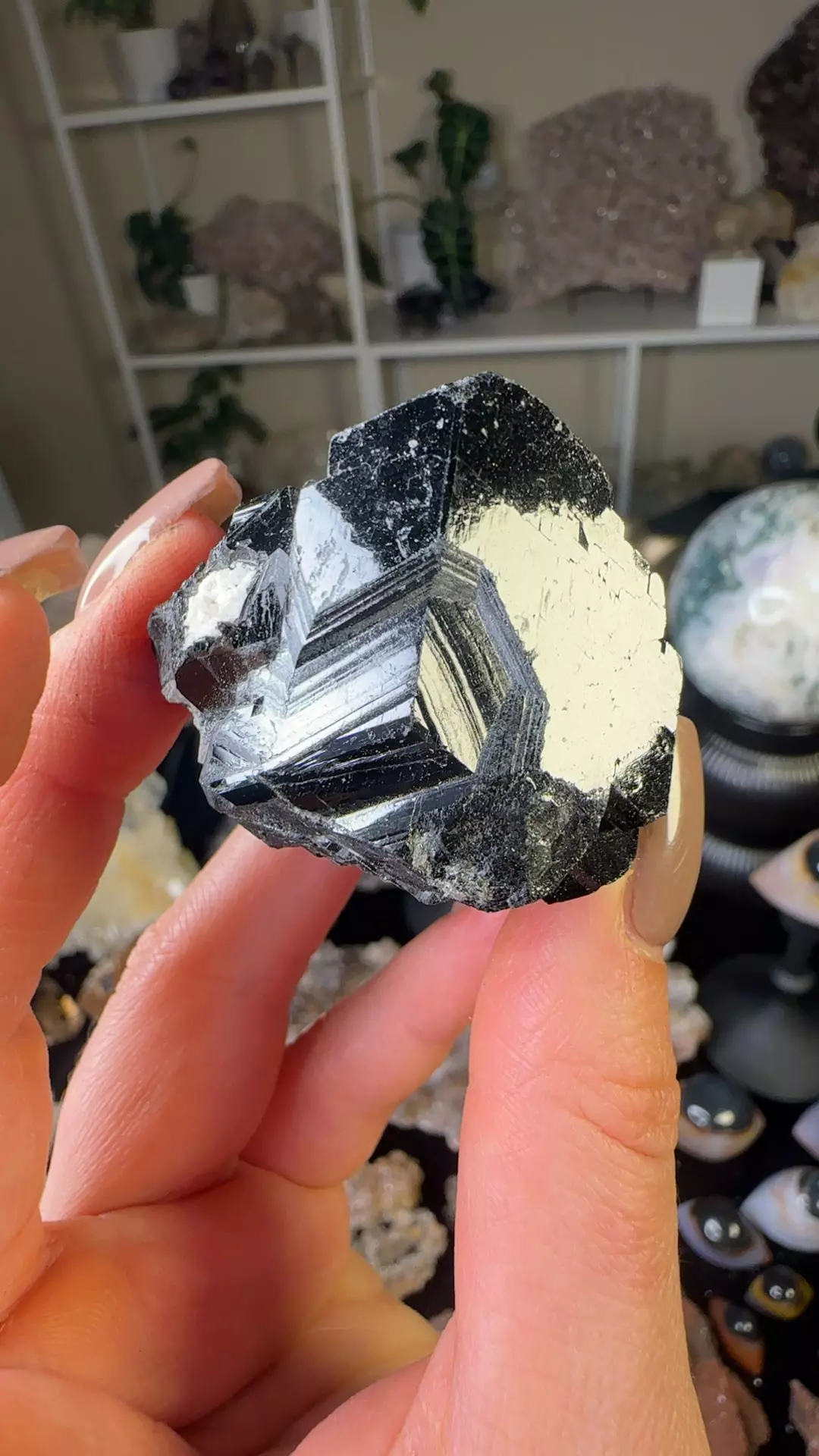 plant/Black tourmaline Namibia-0