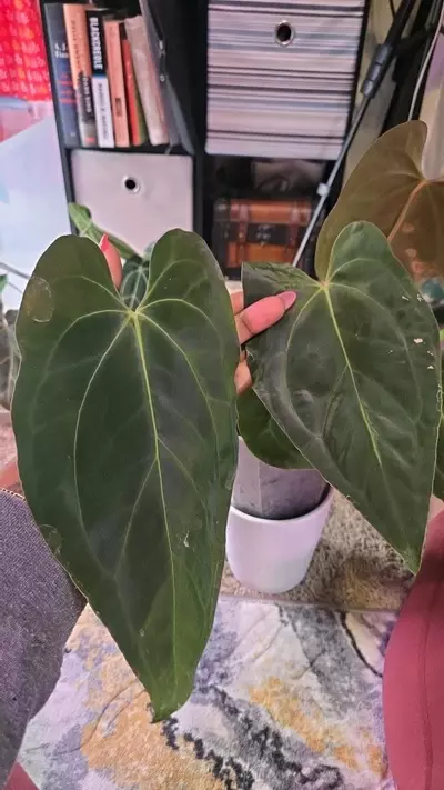 plant/Spider Bess x RLFS (cat)-0-thumbnail