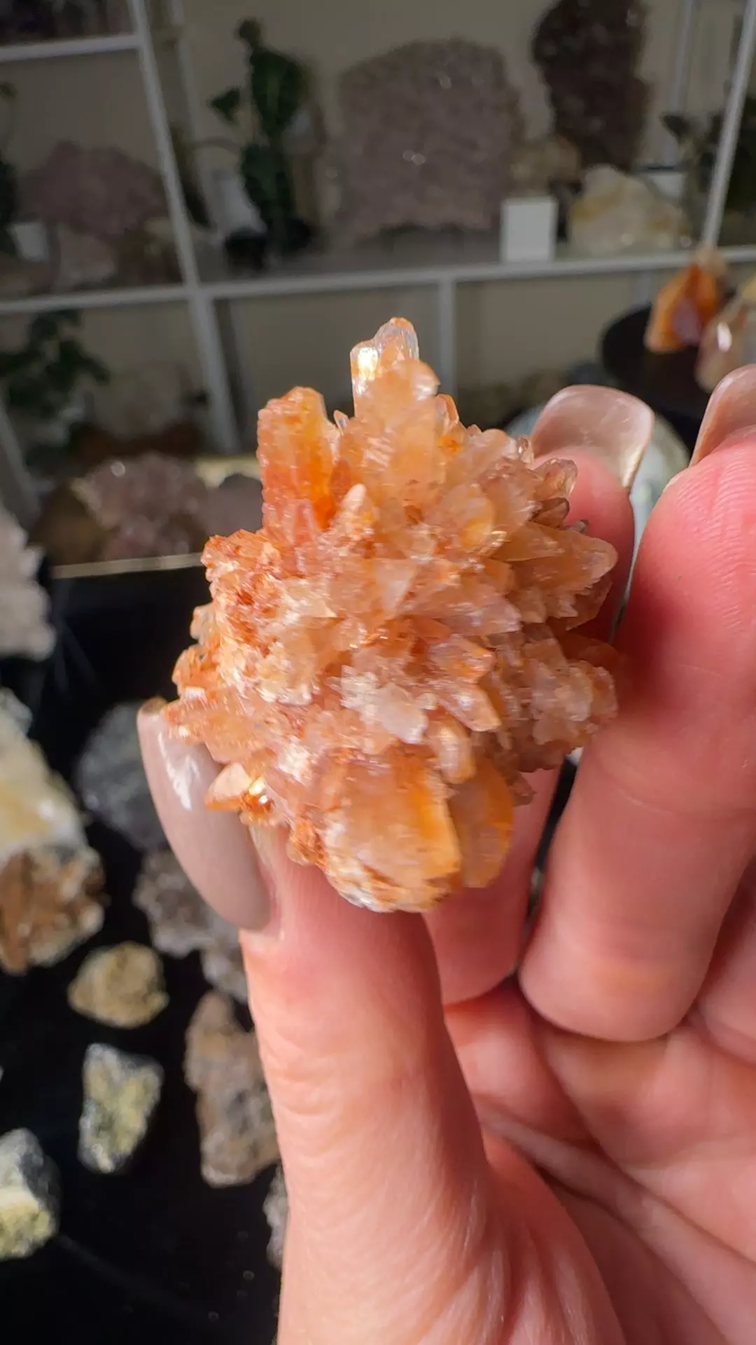 plant/Creedite-0