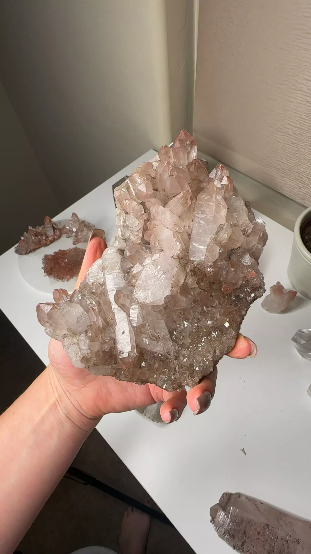 plant/Scarlet temple pink Lemurian-0