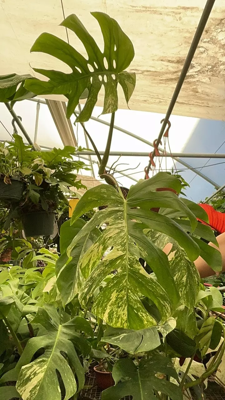 plant/PS-6719 Monstera deliciosa var. borsigiana albo-variegata-0