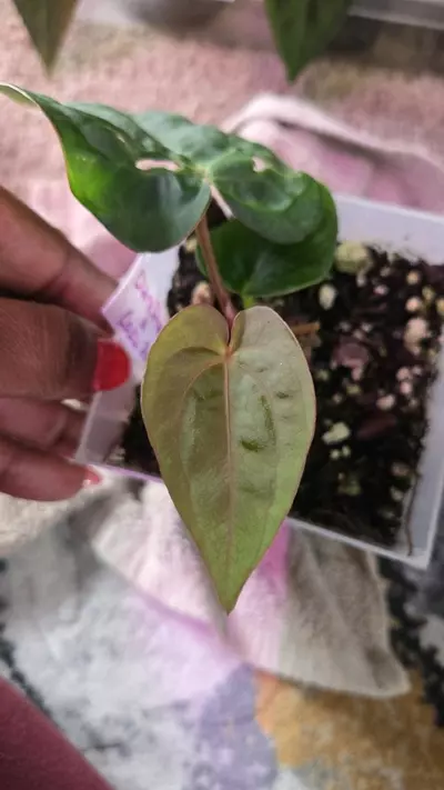 plant/Dark Phoenix x Carla PM1 (cut)-0-thumbnail