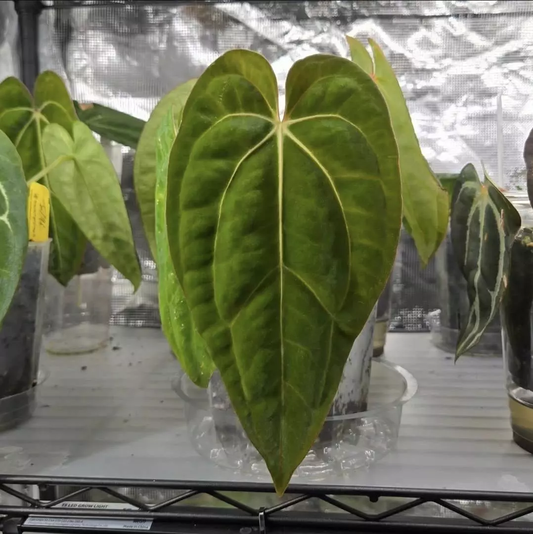 plant/Dark Phoenix x Carla PM1 (cut)-1