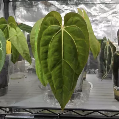 plant/Dark Phoenix x Carla PM1 (cut)-1-thumbnail