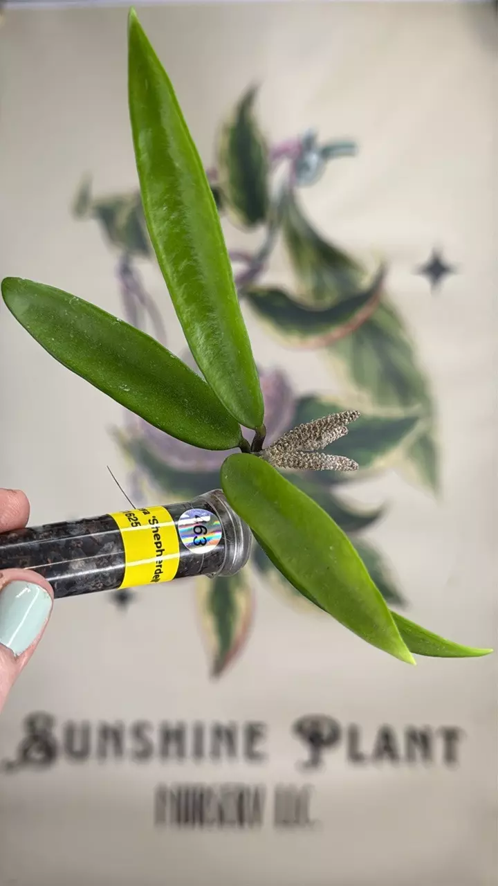 plant/463 Hoya ‘Shepherdell’ cutting-0