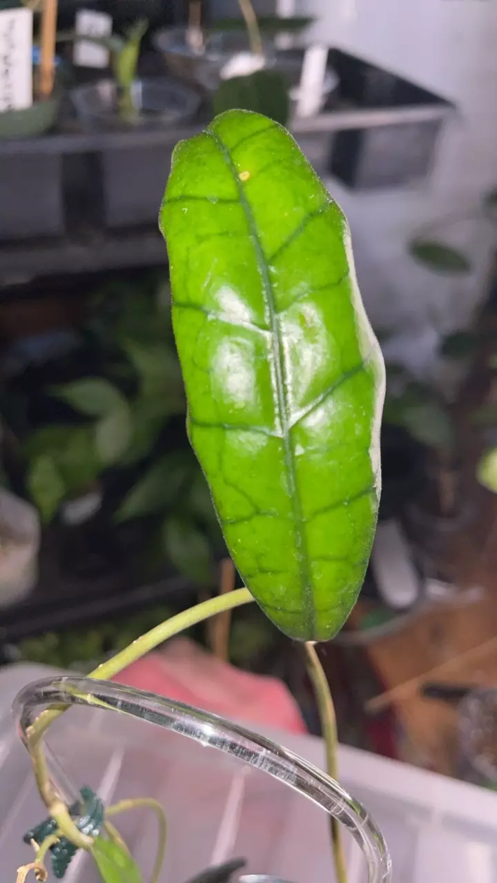 plant/Aceh noid-1