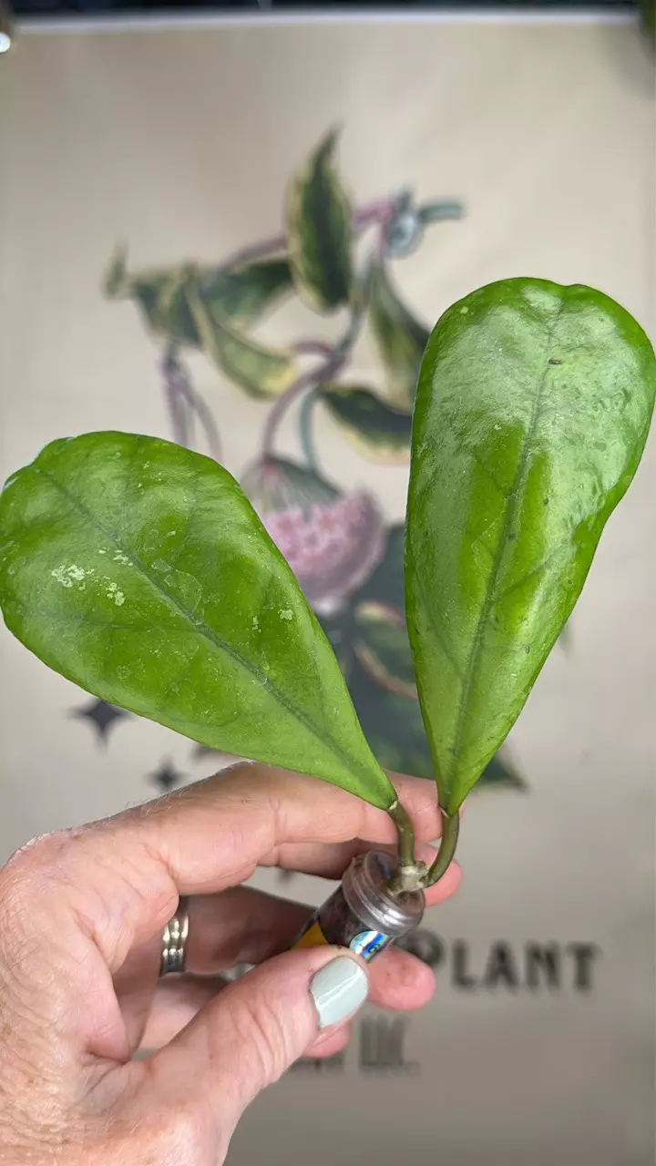 plant/464 Hoya RB ‘Dick’ cutting-0