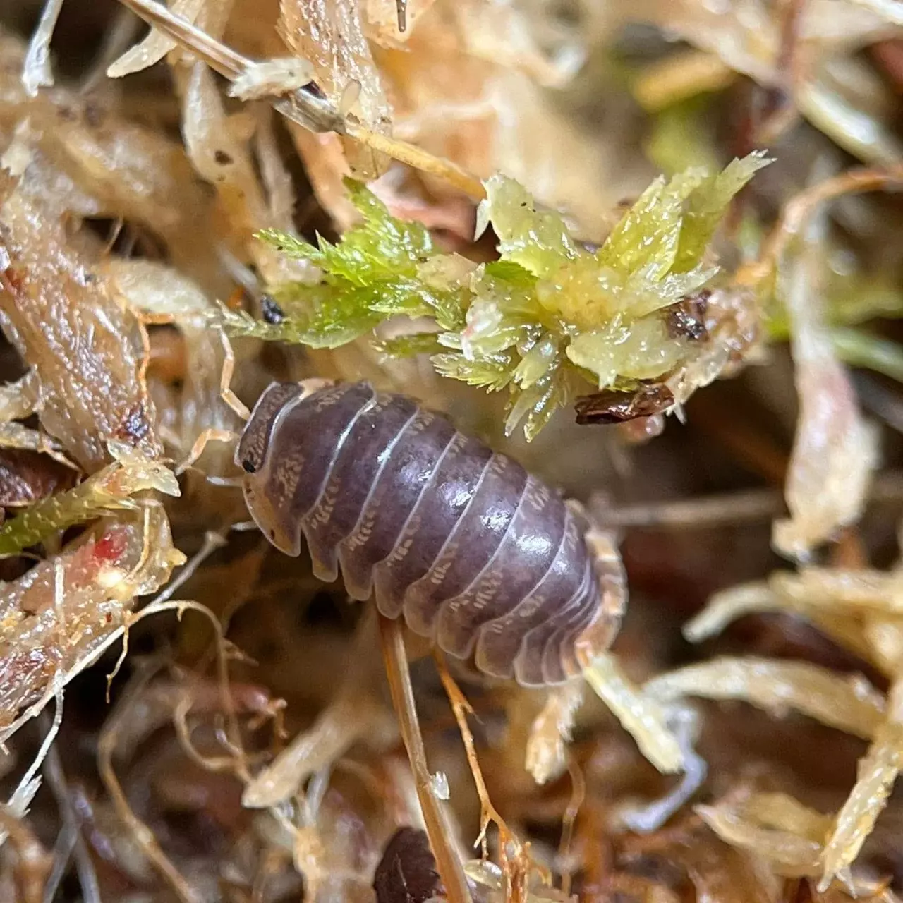 plant/5ct Cubaris Iriomotensis “Miyako”-0