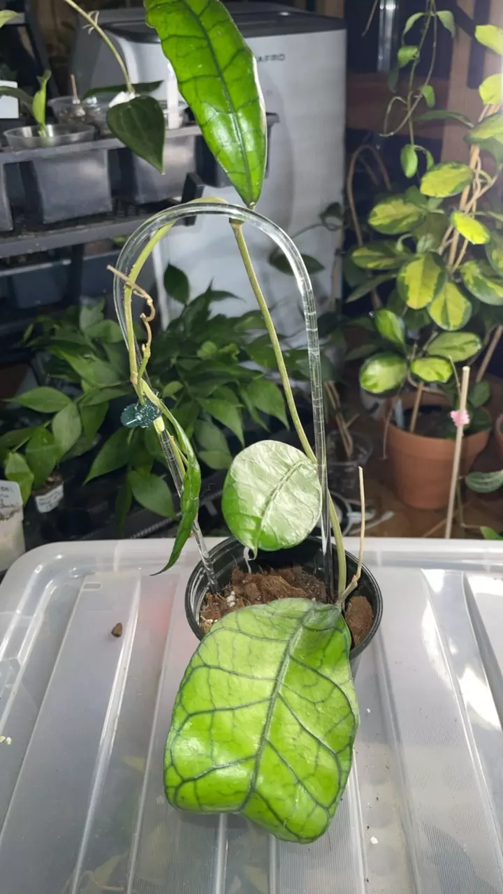 plant/Aceh noid-0