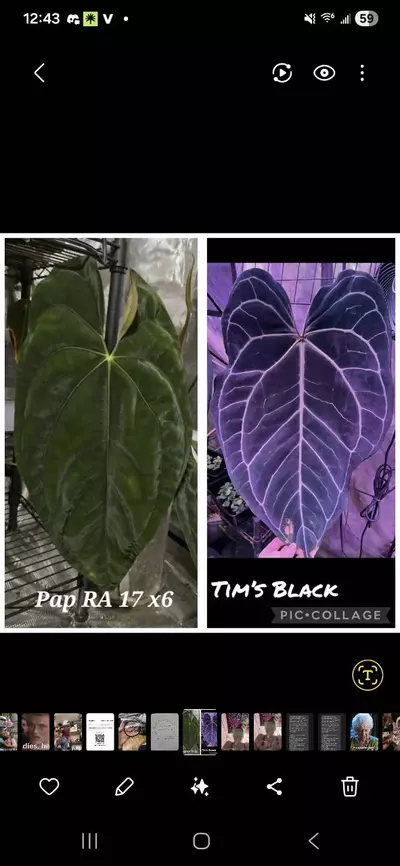 plant/Pap RA 17×6 × Tim's Black (2/$20)-0-thumbnail