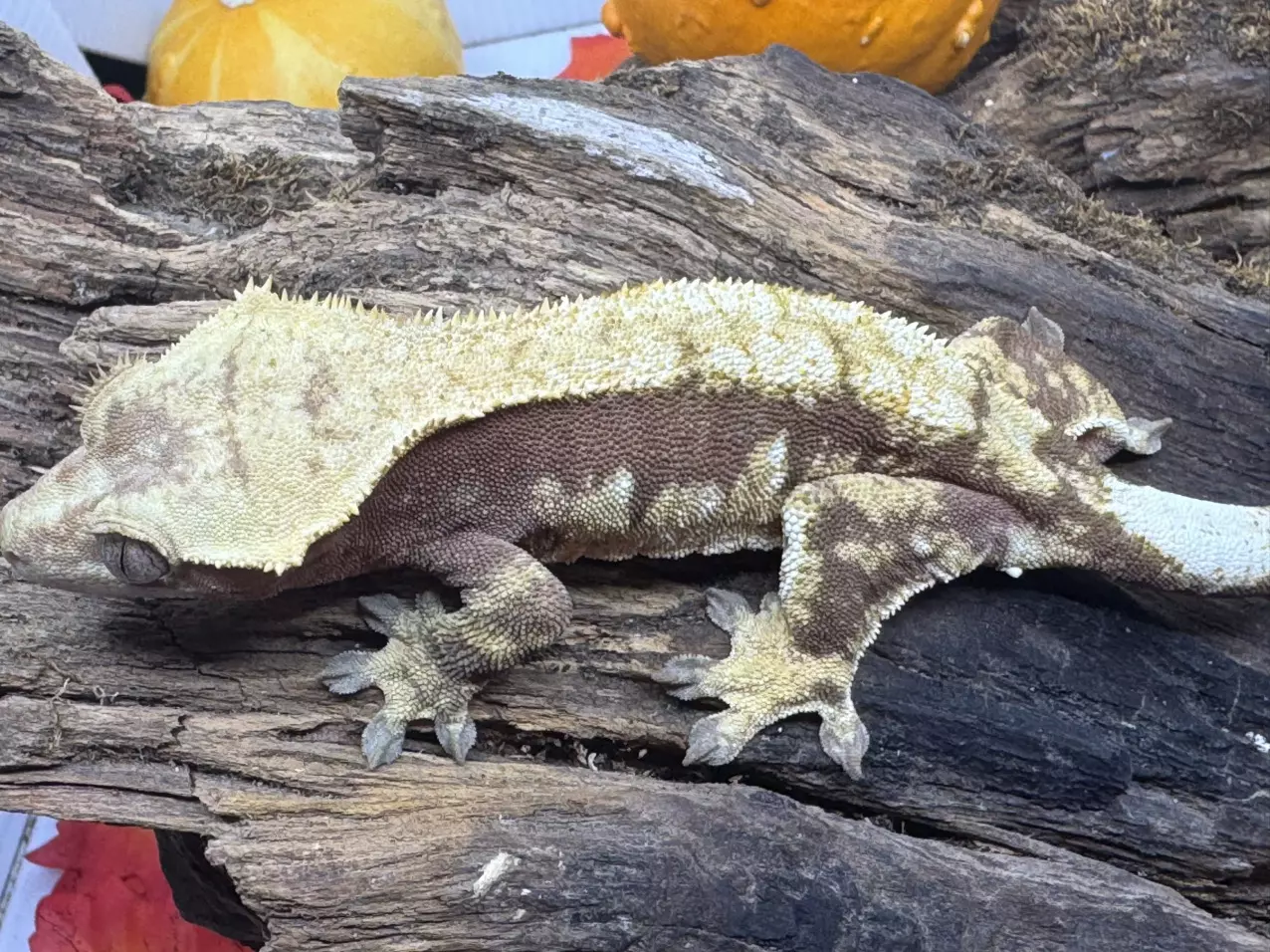 plant/Roughe proven tri red female-0