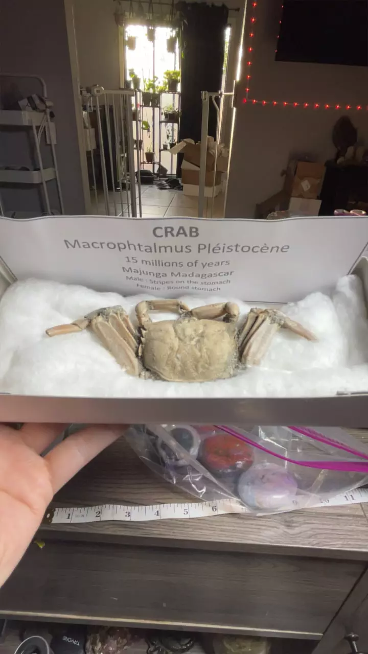 plant/Fossil Crab-0