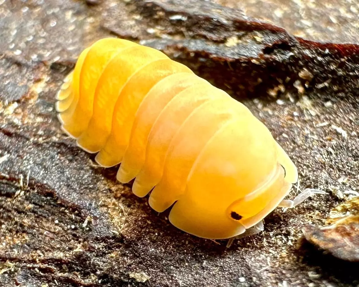 plant/5ct Cubaris sp “Blonde Rubber Ducky”-0