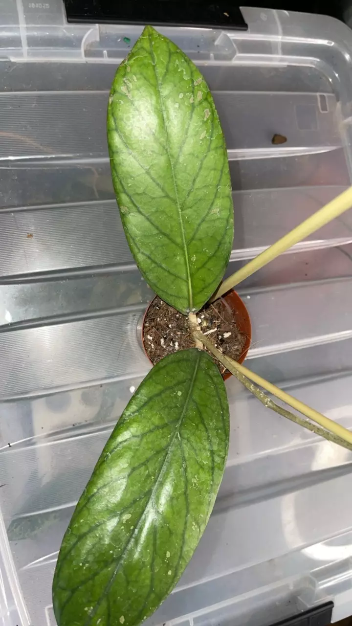 plant/Hoya sp. Tanggamus-0