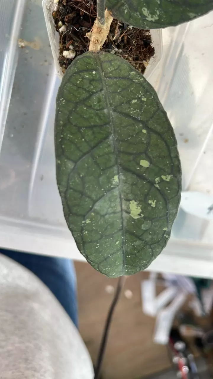 plant/Hoya tanggamus-2