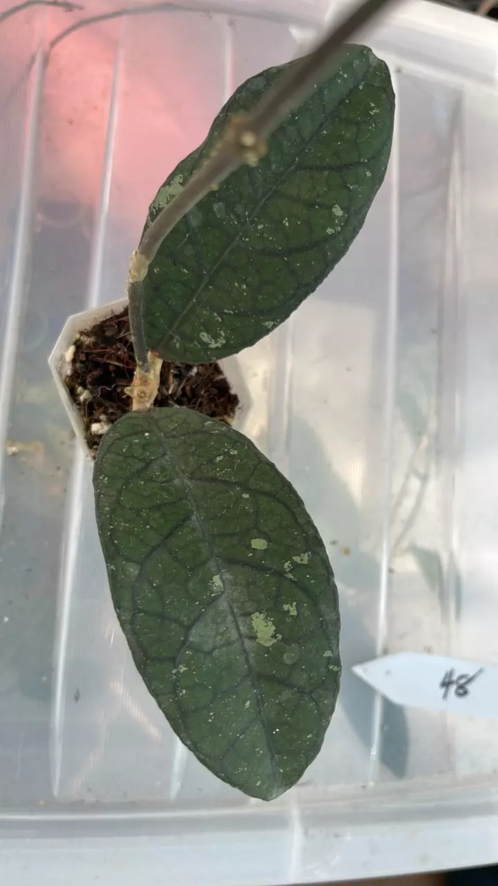 plant/Hoya tanggamus-0