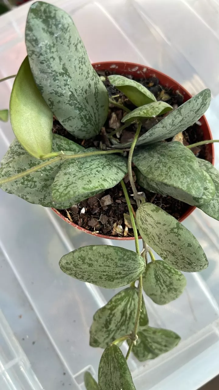 plant/Hoya sigillatis 'Silver'-1