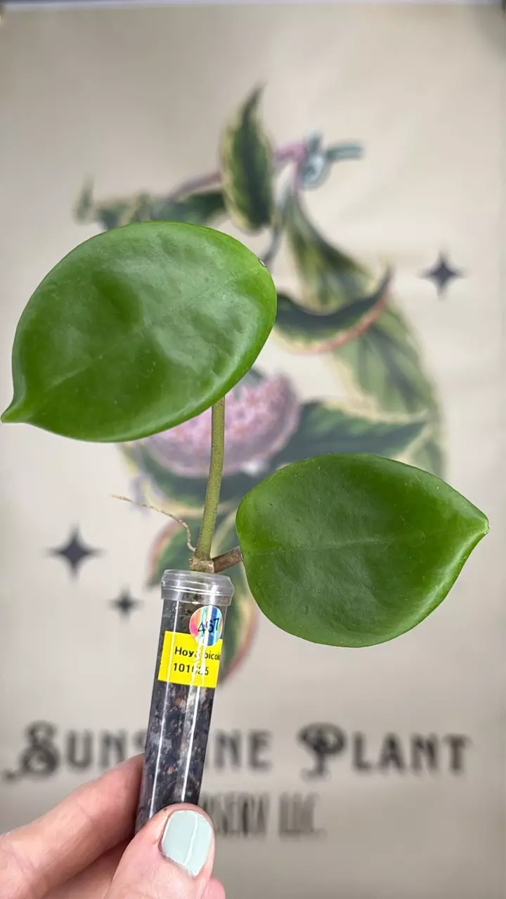 plant/467 Hoya bicolor cutting-0
