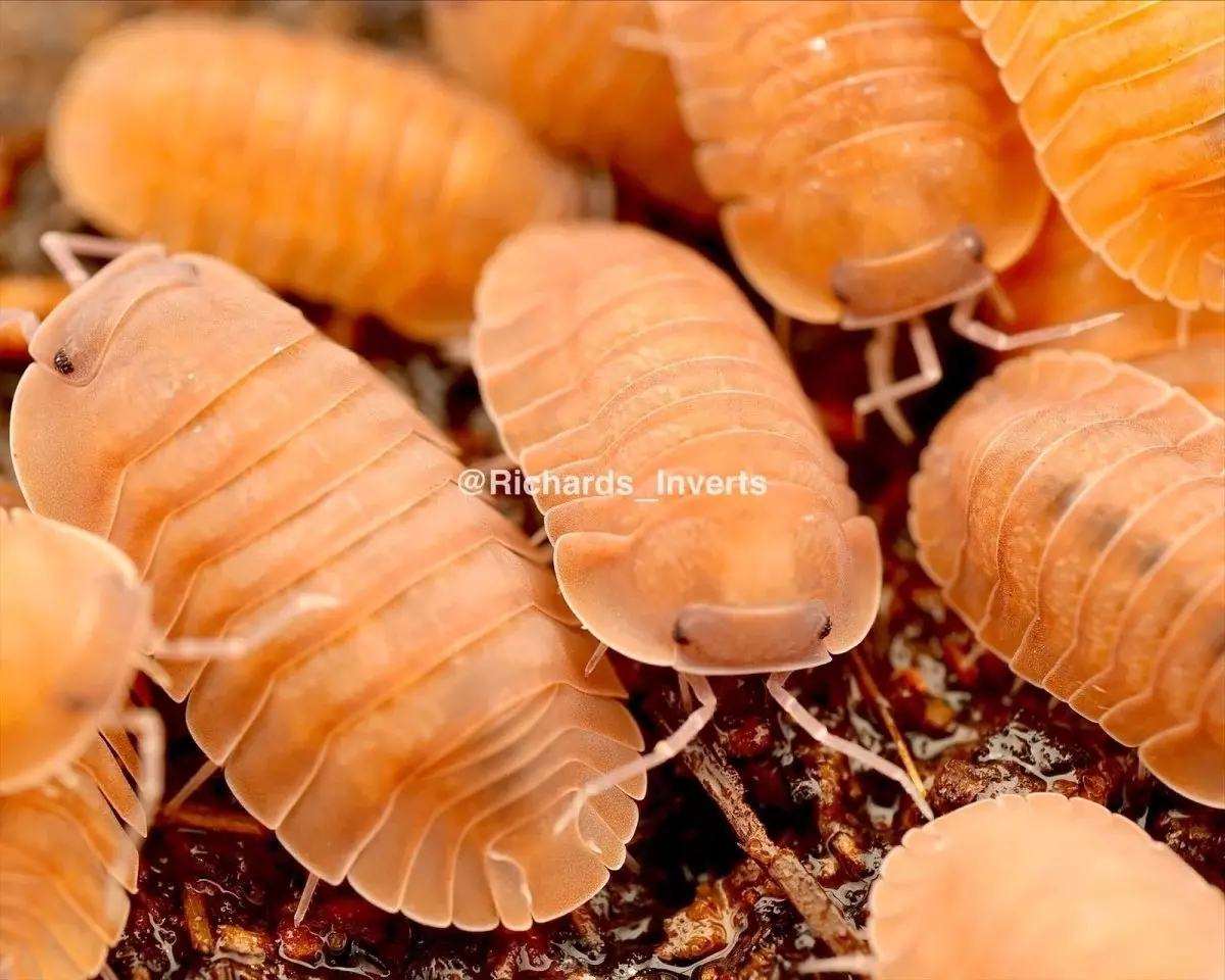 plant/10ct Cubaris sp. “Salmon Martinique”-0