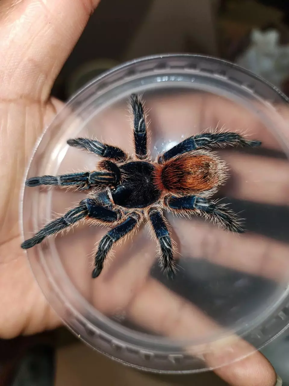 plant/Thrixopelma cyaneolum 'Red' .75”-0