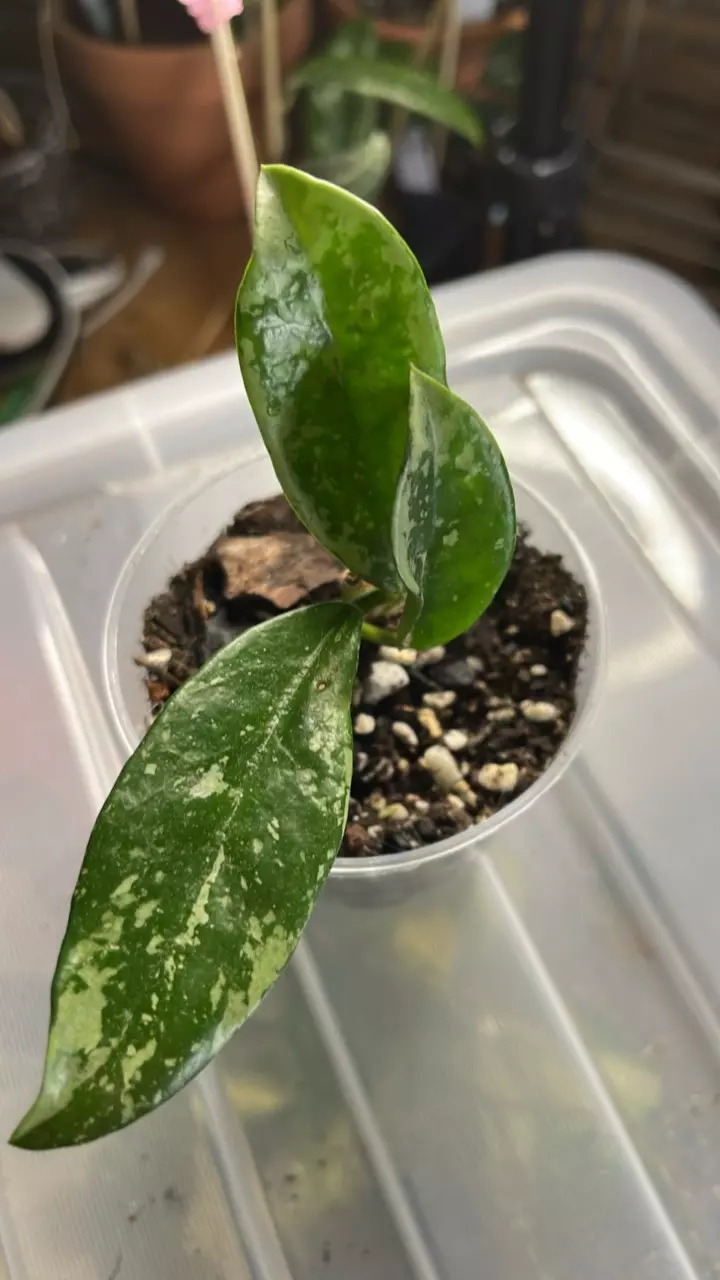 plant/Hoya AH-074 (also known as 'Silver Moon')-0