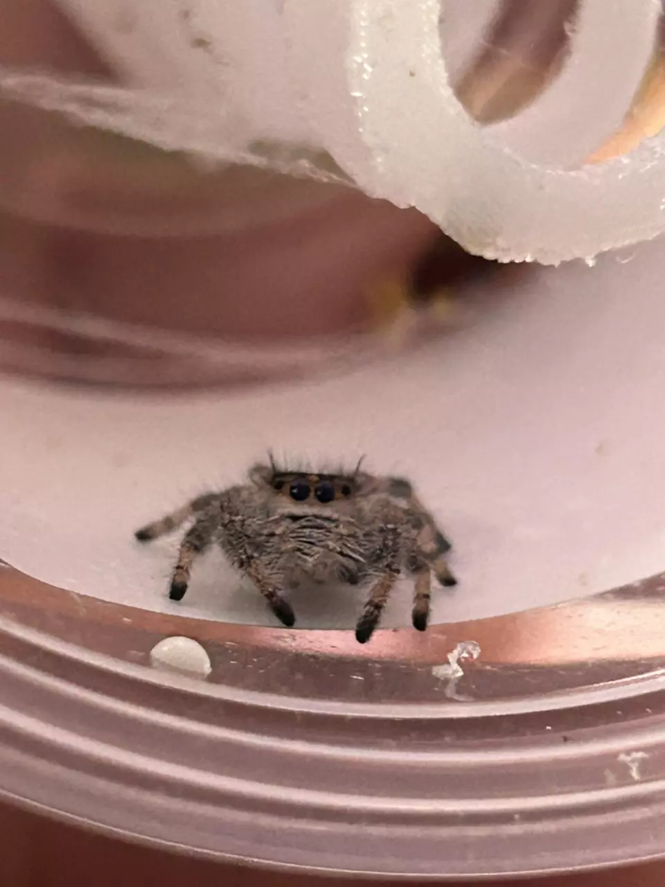 plant/Phiddipus Regius (Regal)-0