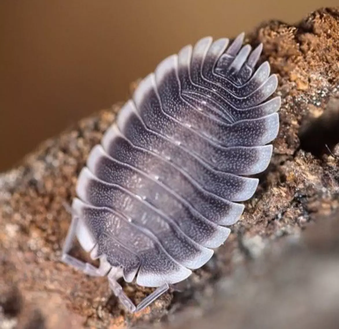 plant/10ct Porcellio sp. "Werneri"-0