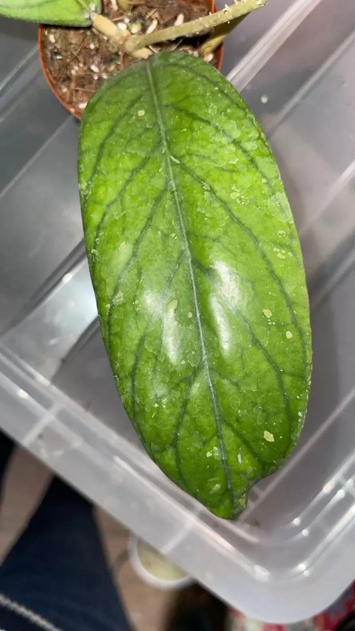 plant/Hoya sp. Tanggamus-1