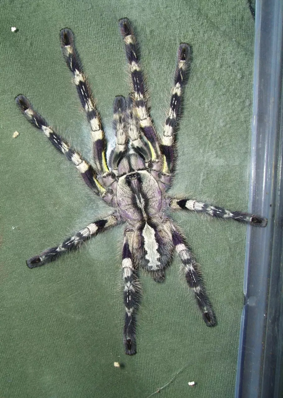 plant/Poecilotheria Regalis 1”-0