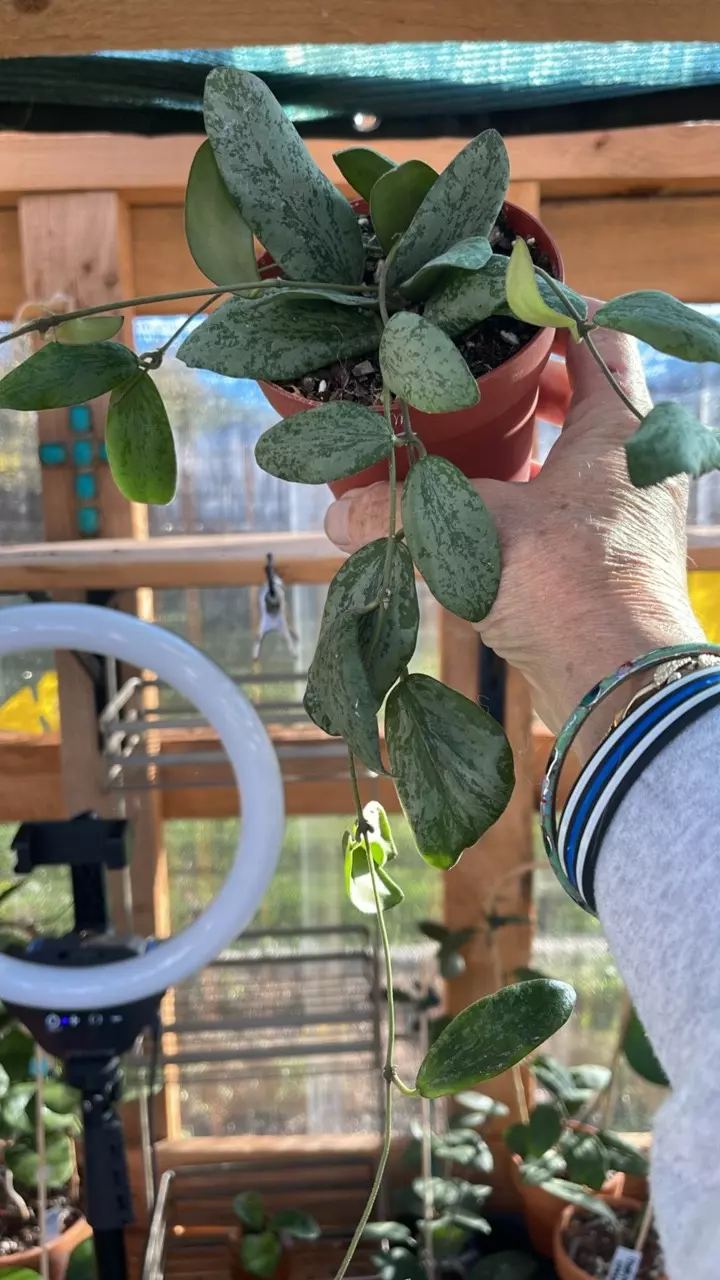 plant/Hoya sigillatis 'Silver'-0