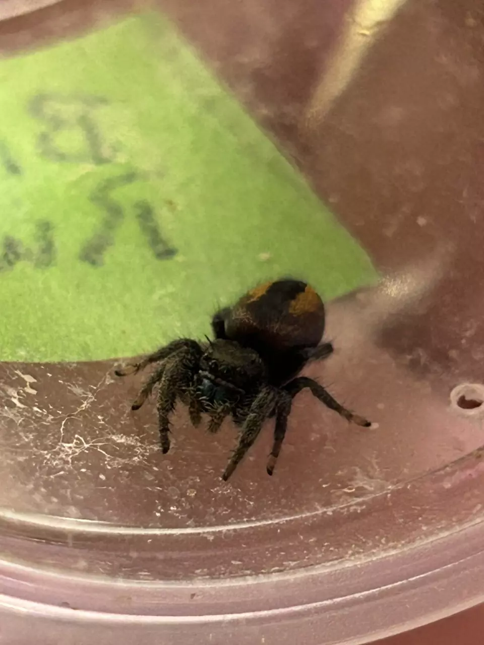 plant/phiddipus Ardens-0