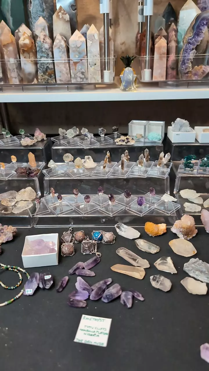 plant/Buyer's Choice of any $5 specimen-0