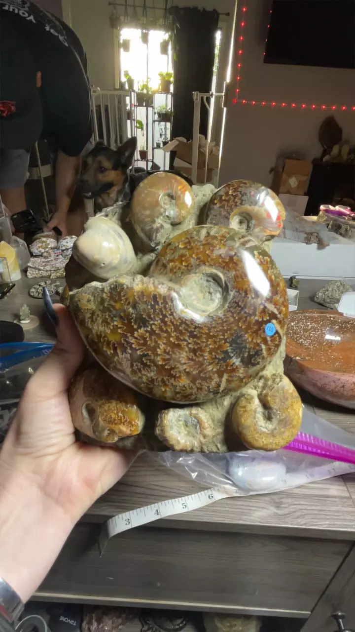 plant/Ammonite Cluster-0