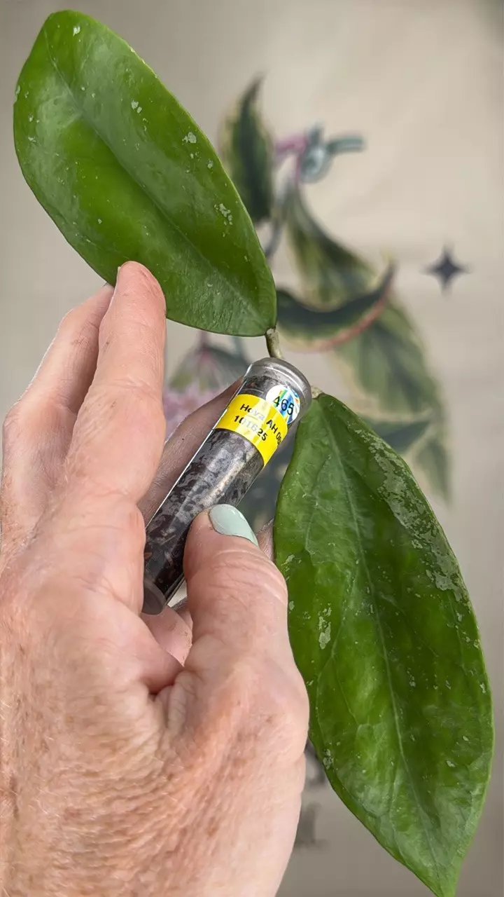 plant/465 Hoya AH 068 cutting-0