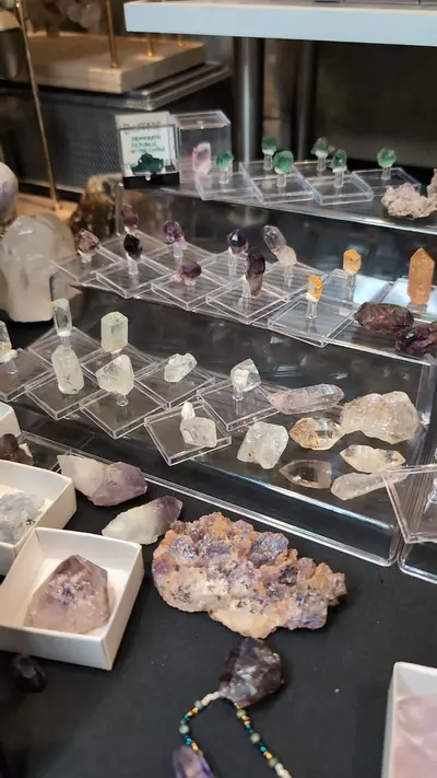 plant/Buyer's Choice of any $8 specimen-0-thumbnail