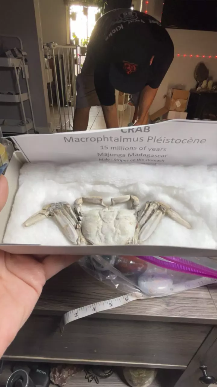 plant/Fossil Crab-0
