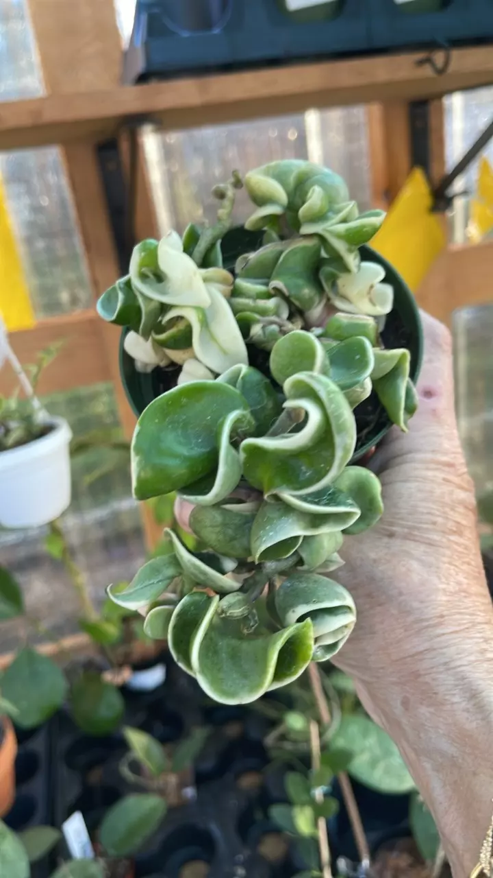 plant/variegated Hoya rope plant, also known as Hindu Rope Hoya-0